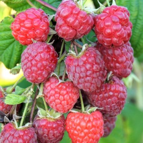 Málna Autumn Bliss (Blissy) folytontermő, szabadgyökerű