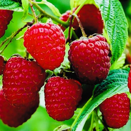 Málna Fertődi szabadgyökerű