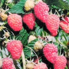 Málna Malling Exploit szabadgyökerű