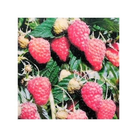 Málna Malling Exploit szabadgyökerű