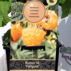   Málna, Rubus idaeus Fallgold folytontermő, sárga, szabadgyökerű