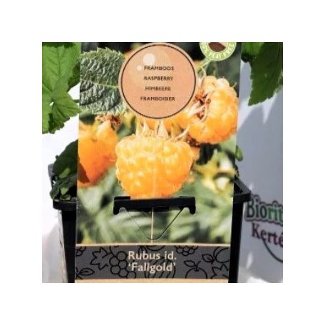 Málna, Rubus idaeus Fallgold folytontermő, sárga, szabadgyökerű