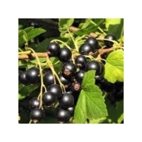Fekete ribizli Aranka bokor, szabadgyökerű
