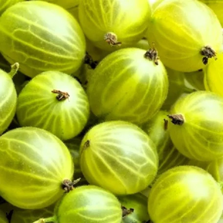 Egres Pallagi óriás magastörzsű, szabadgyökerű