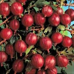 Egres Piros ízletes magastörzsű, szabadgyökerű