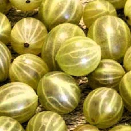 Egres Zöld győztes magastörzsű, szabadgyökerű