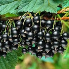 Ribizli fekete Fertődi 1 bokor, szabadgyökerű
