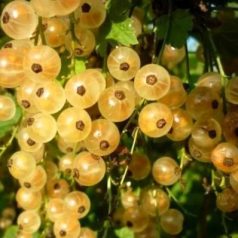 Ribizli fehér Blanka bokor szabadgyökerű