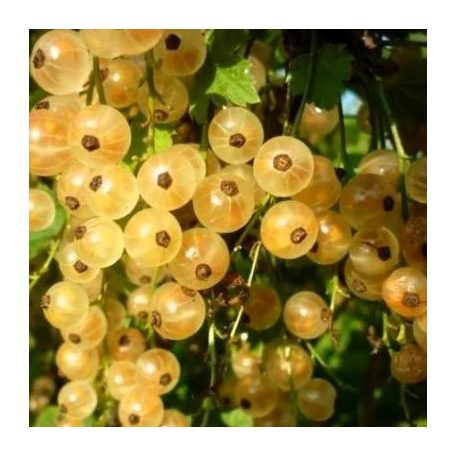 Ribizli fehér Blanka bokor szabadgyökerű