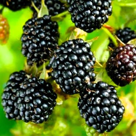 Szeder Rubus Loch Ness V2 tüskétlen bokor, szabadgyökerű