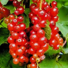 Ribizli piros Fertődi hosszúfürtű bokor szabadgyökerű