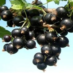 Ribizli Dorottya bokor szabadgyökerű