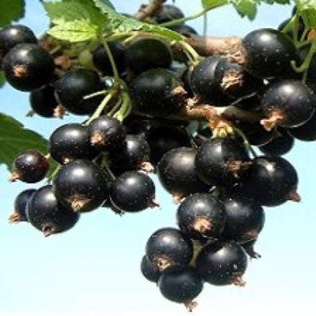 Ribizli Dorottya bokor szabadgyökerű