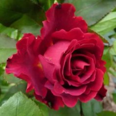 Rózsa Ágyásrózsa Hommage szgy.