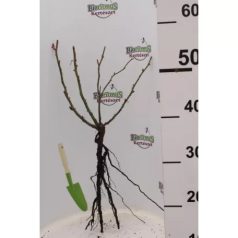 Rózsa Futórózsa Virgo fehér, szgy.