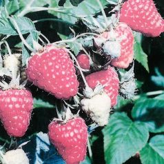 Málna Tulameen szabadgyökerű