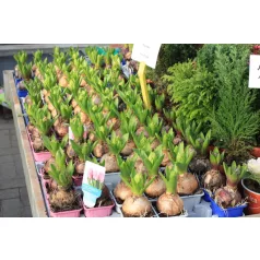Jácint (Hyacinthus Orientalis) kockacserépben