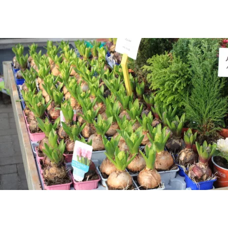 Jácint (Hyacinthus Orientalis) kockacserépben