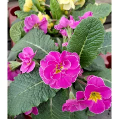 Dupla virágú kankalin (Primula)