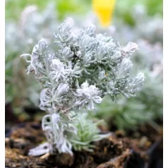 Curry, törpe curryfű Helichrysum italicum Dwarf curry