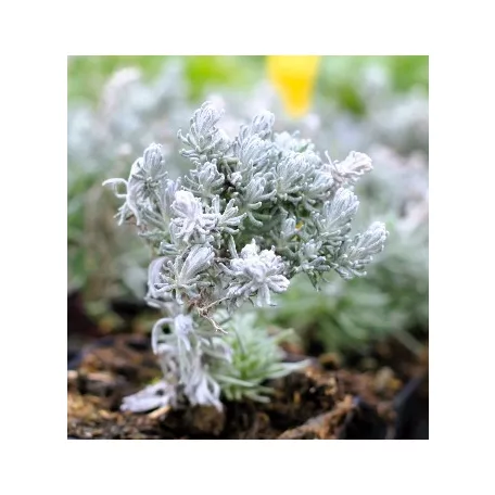 Curry, törpe curryfű Helichrysum italicum Dwarf curry