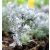 Curry, törpe curryfű Helichrysum italicum Dwarf curry