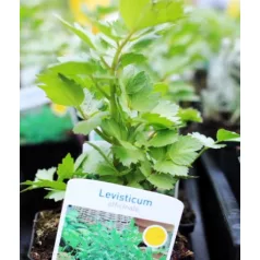 Orvosi lestyán Levisticum officinale