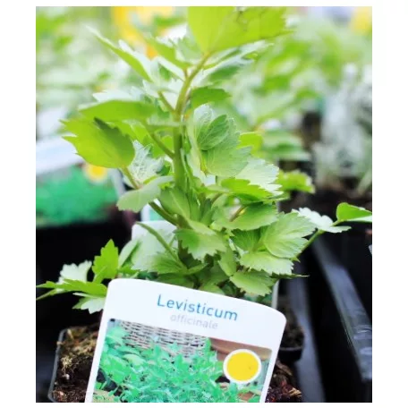 Orvosi lestyán Levisticum officinale
