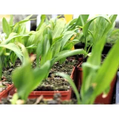 Medvehagyma Allium ursinum