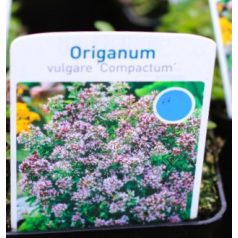   Oregánó, tömött (Tömött szurokfű, tömött vadmajoranna) Origanum vulgare Compactum