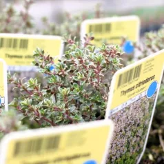 Kakukkfű, citromillatú Thymus citriodorus Silver Posie
