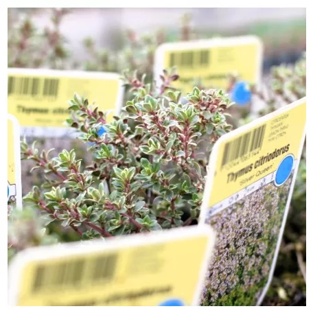 Kakukkfű, citromillatú Thymus citriodorus Silver Posie