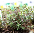 Kakukkfű, kerti Thymus vulgaris