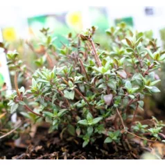 Kakukkfű, kerti Thymus vulgaris
