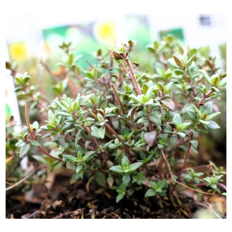 Kakukkfű, kerti Thymus vulgaris