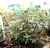 Kakukkfű, kerti Thymus vulgaris