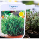 Kakukkfű, kerti Thymus vulgaris