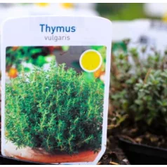 Kakukkfű, kerti Thymus vulgaris