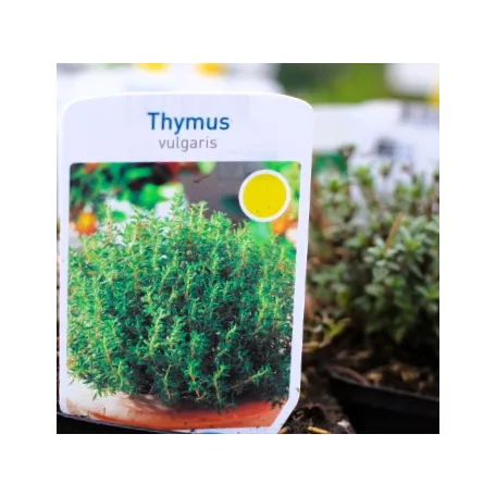 Kakukkfű, kerti Thymus vulgaris