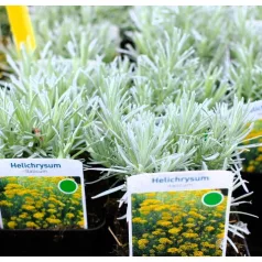 Curry, magas curryfű Helichrysum italicum Tall curry