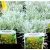 Curry, magas curryfű Helichrysum italicum Tall curry