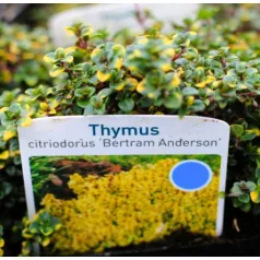 Kakukkfű, citromillatú Thymus citirodorus Bertram Anderson