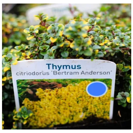 Kakukkfű, citromillatú Thymus citirodorus Bertram Anderson