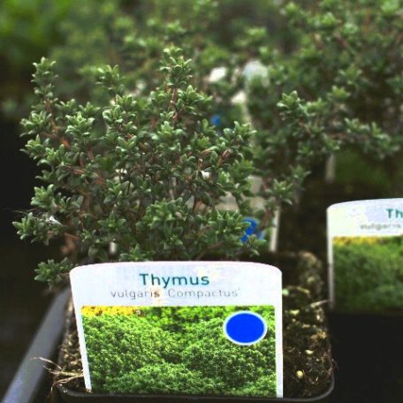 Kakukkfű, törpe Thymus vulgaris compactus
