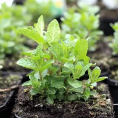 Marokkói menta Mentha spicata Moroccan