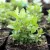 Marokkói menta Mentha spicata Moroccan