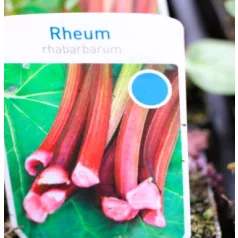 Rebarbara Rheum rhabarbarum