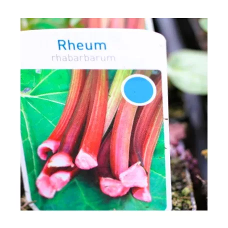 Rebarbara Rheum rhabarbarum
