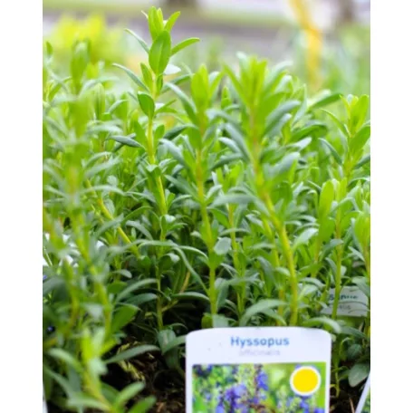 Kerti izsóp Hyssopus officinalis