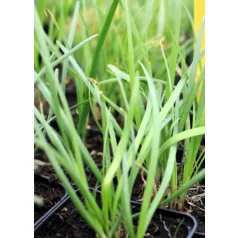 Metélőhagyma, kínai Allium tuberosum
